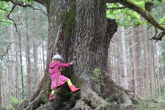 Lapsi leikkii ison tammen juurella punaisessa takissa, mekossa ja kumisaappaissa.